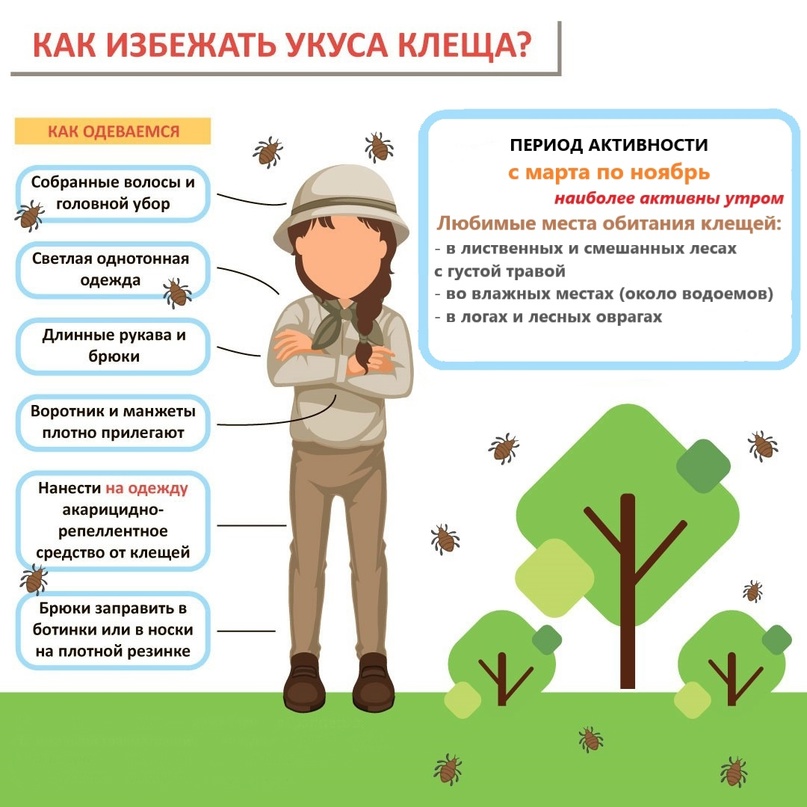 ❗В Курской области участились случаи укусов клещей🕷.